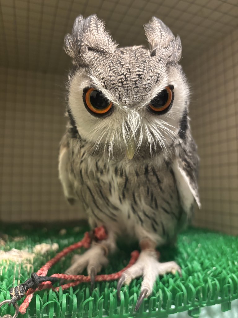 こねぎページ こねぎともえぎ (@konegi_owl) / Posts / X