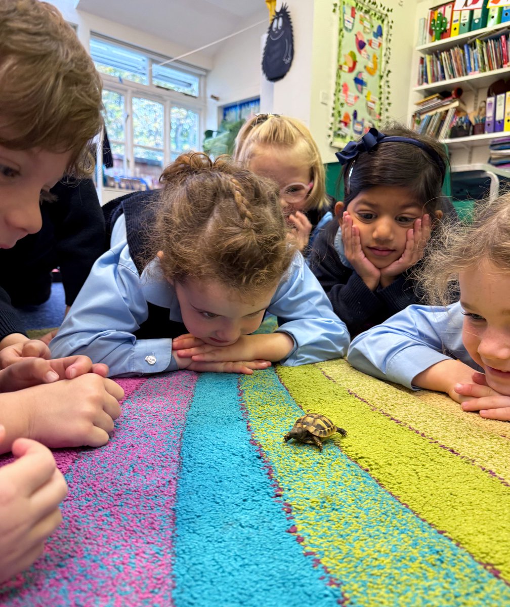 The biggest excitement in Transition today meeting a very special visitor, Daisy the tortoise 🐢✨ The children loved learning about her shell, her favorite foods, and how big tortoises grow. Lots of curiosity and gentle hands. Daisy was a huge hit 💚 #UptonJourney <a href="/UptonHouseSch/">Upton House School</a>