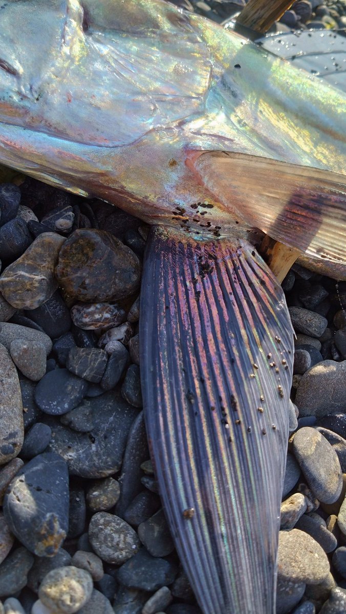 蒼の海ページ いずれすべては海の中に (竹書房文庫 ぴ 2-2) | サラ