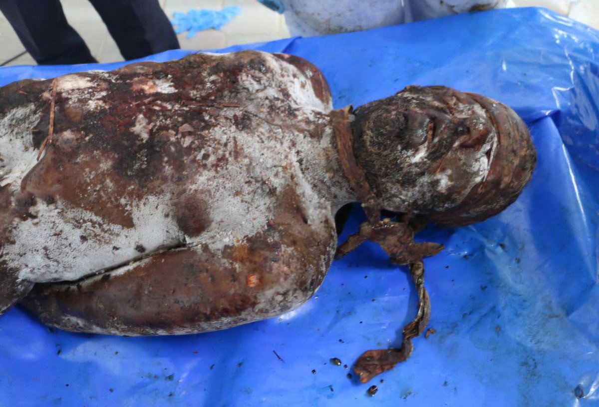 جثة تم تسليمها من قبل الاحتلال 
رقم :  H32 NMC 14/10/2025   
#أسير فلسطيني معدوم شنقًا

لا بواكي لهم فالعالم مشغول بالبحث عن جيف الصهاينة