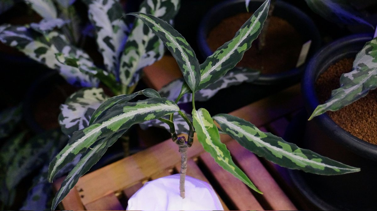 かわいやいちごページ☺︎ ちのかわ🌟 on X