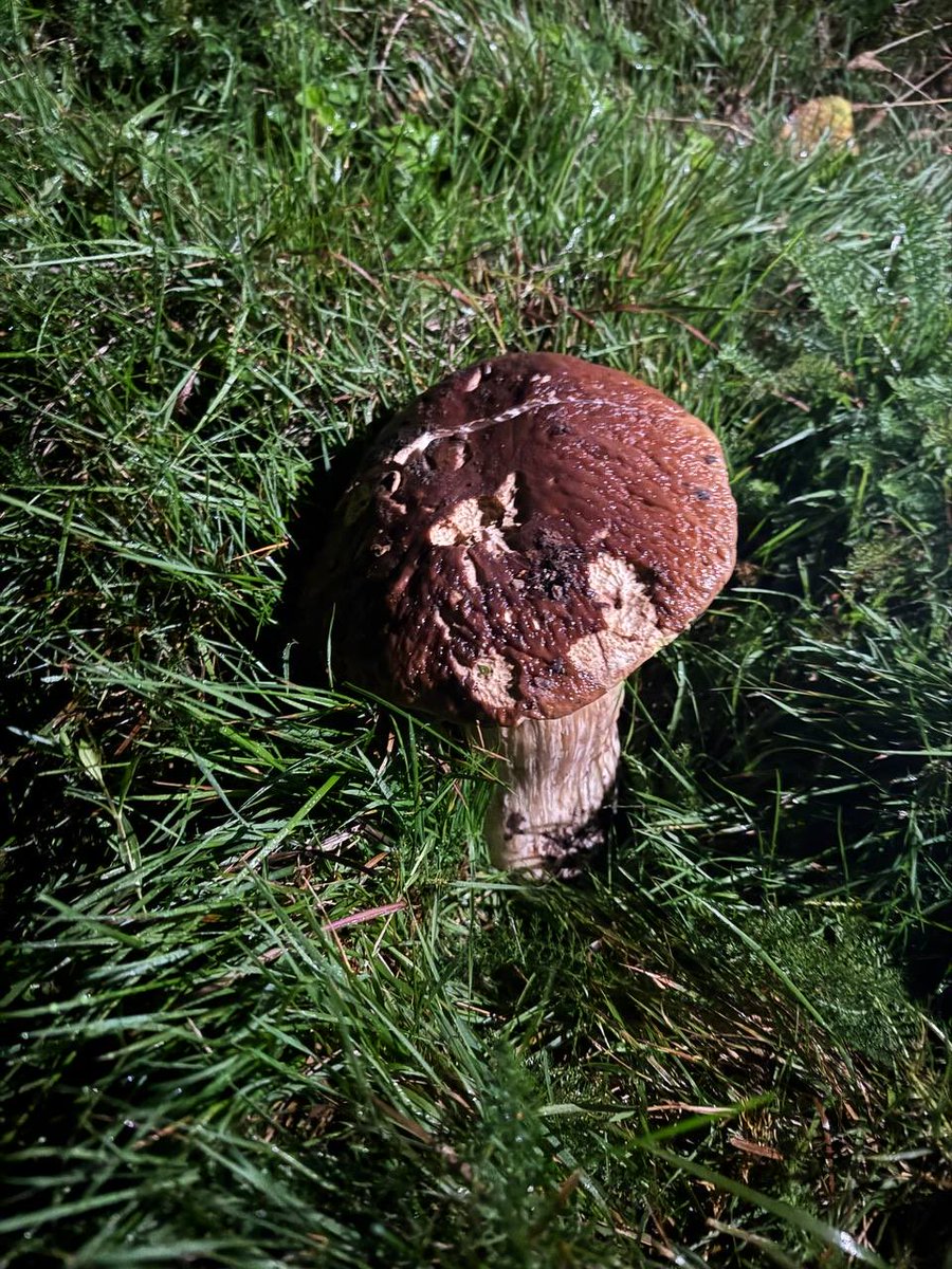 KirsakLudm2493's tweet image. Did you know you can hunt for mushrooms at night? 🌕🍄
Moonlight, silence, and glowing caps in the dark — pure forest magic 🌲✨
How to find them safely and not get lost? 👀
Read more here: lvivstyle.com/en/post/7210
@Lviv_Style 
#NightMushroomHunt #ForestMagic #AutumnInUkraine