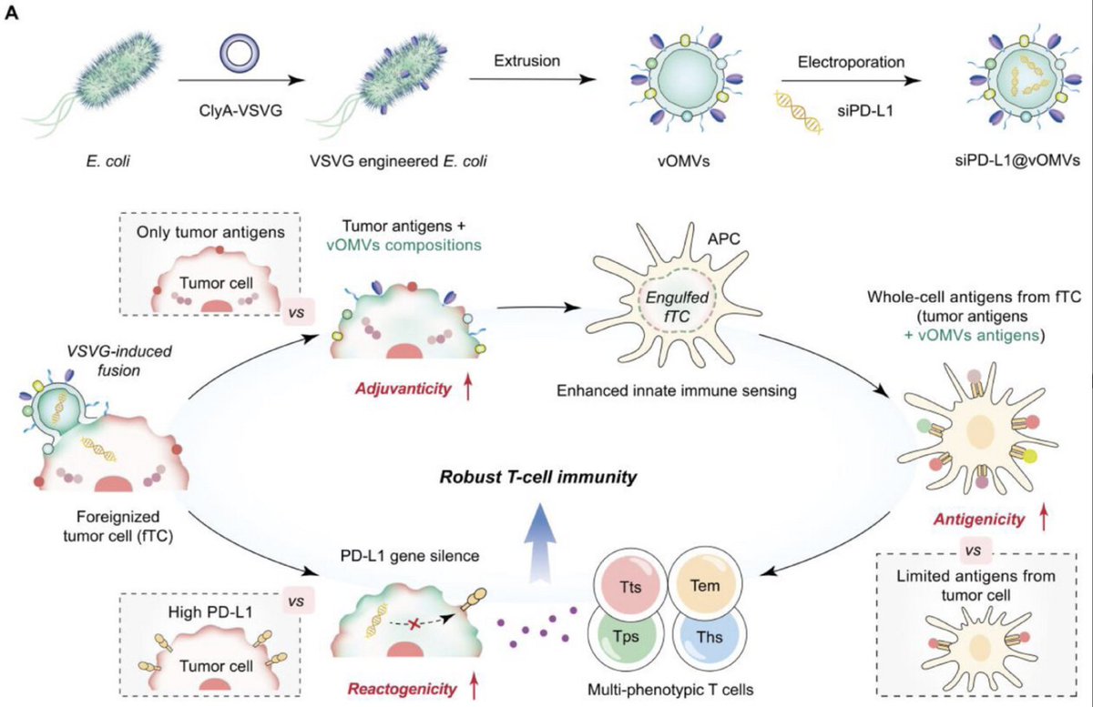 paperperday's tweet image. Bacterial Foreignization Nanosystem Elicits Multi-Phenotypic T Cells for Antitumor Immunity
"A bacterial outer membrane vesicle (OMV)-based system fuses OMVs with tumor cells to reprogram tumor immunogenicity and elicit robust T-cell responses."
doi.org/10.1002/advs.2…