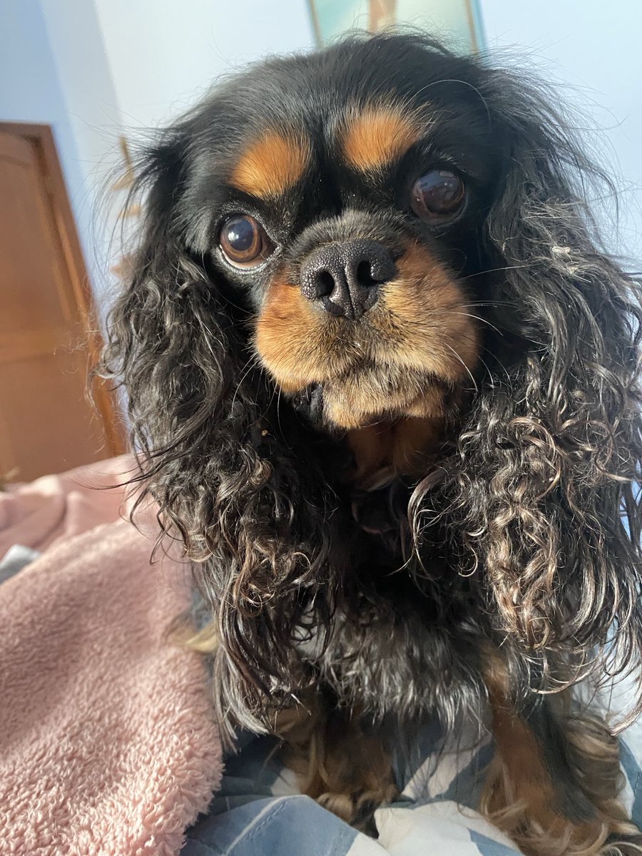 Curly ear fur (mum didn't brush me) and impatient/slightly angry face for waiting too long to throw the ball 🏀😂😂💖