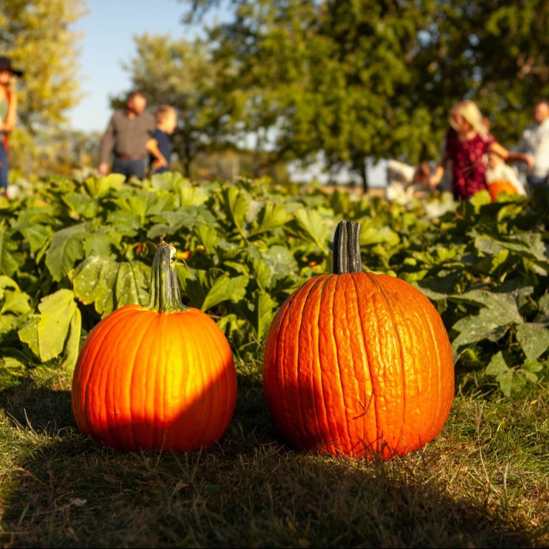 Nebraska in autumn is the perfect time to get outside and experience the outdoors! With pumpkin patches, fall foliage and so much more, here's a list to get you started!

𝐋𝐞𝐚𝐫𝐧 𝐦𝐨𝐫𝐞 🍁 visitnebraska.com/trip-idea/welc…