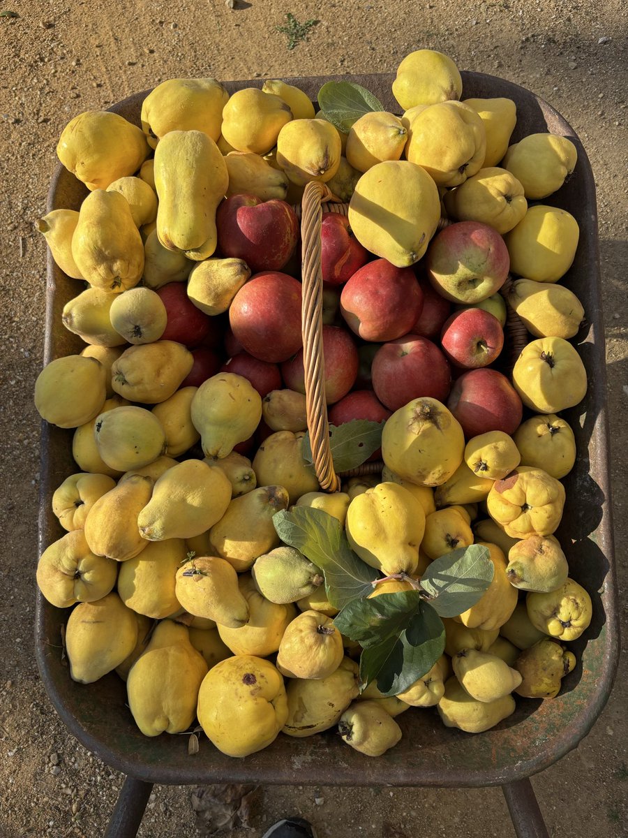 ChChantdoiseau's tweet photo. Oh les beaux fruits ! https://t.co/ucEm5rWYmk