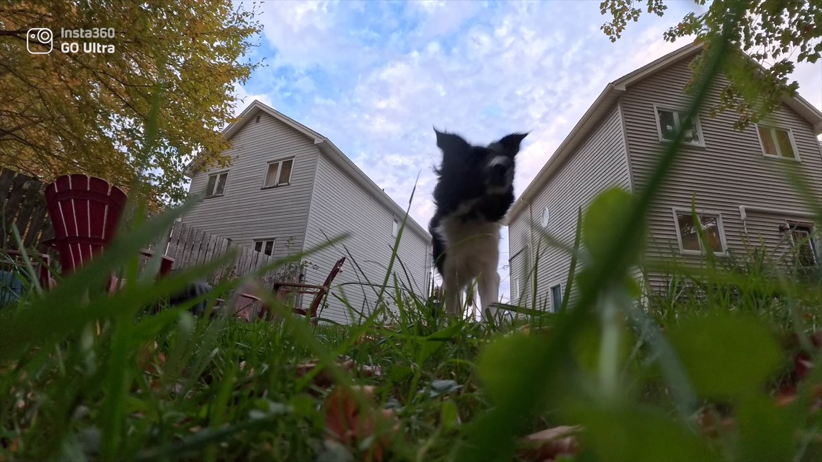 Gilbert playing with his ball.