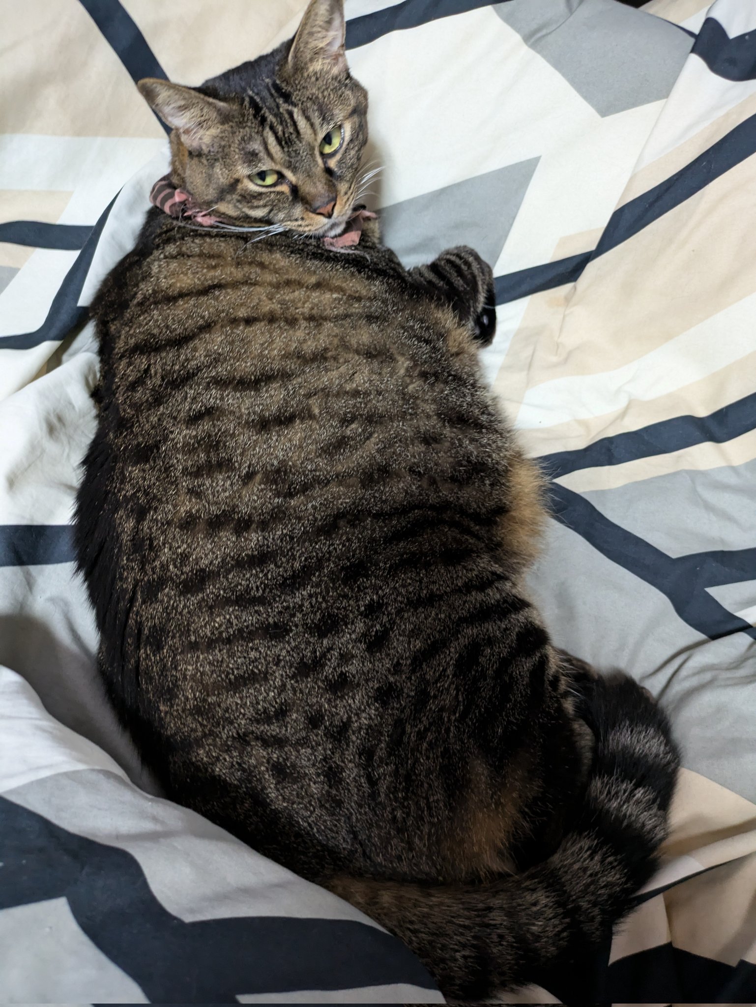 どこかの猫好き 71+lvO29YeL.jpg