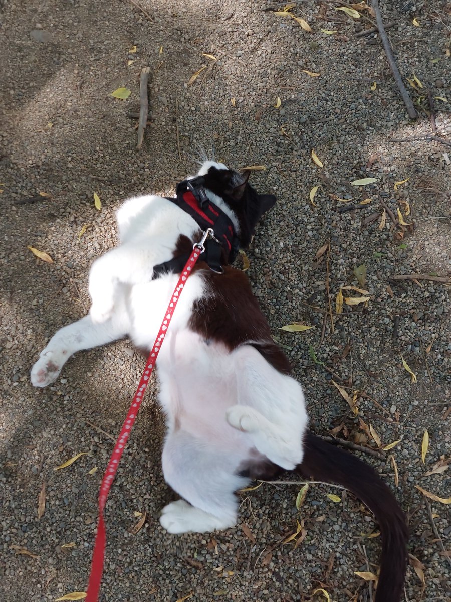 kimokurac's tweet photo. he loved sitting on the balcony and going on walks, going for bike rides and he knew how to do some tricks
i miss him sooo much he really was my baby https://t.co/KdxWDWADBV