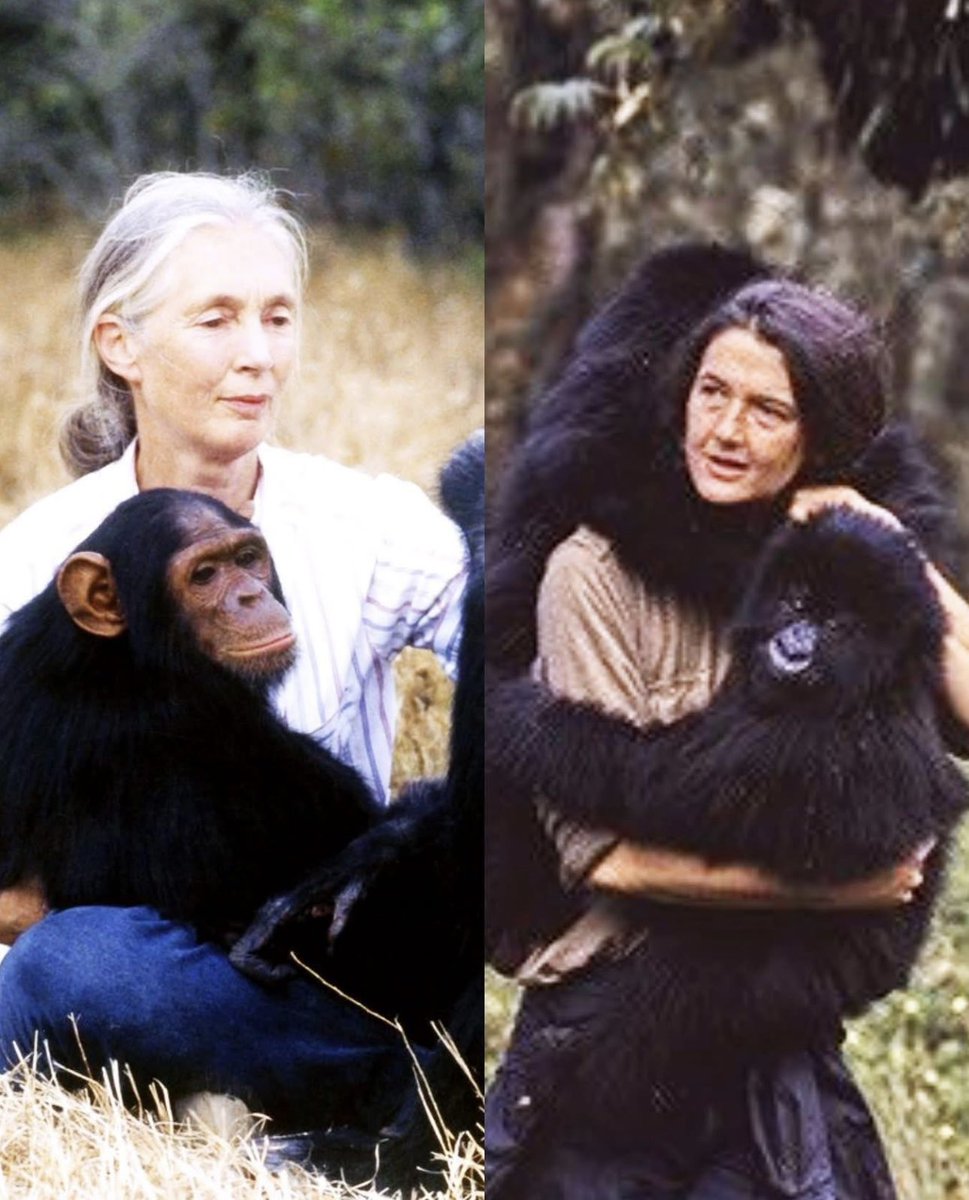 Deux femmes extraordinairement engagées. Deux destins. Deux caractères mais un même idéal, protéger les grands singes, sanctuariser leurs forêts, préserver la biodiversité ".