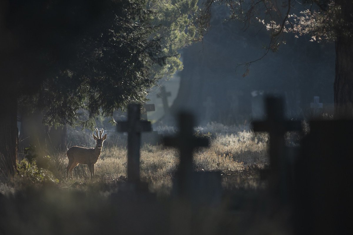 MythoBritannia's tweet image. 