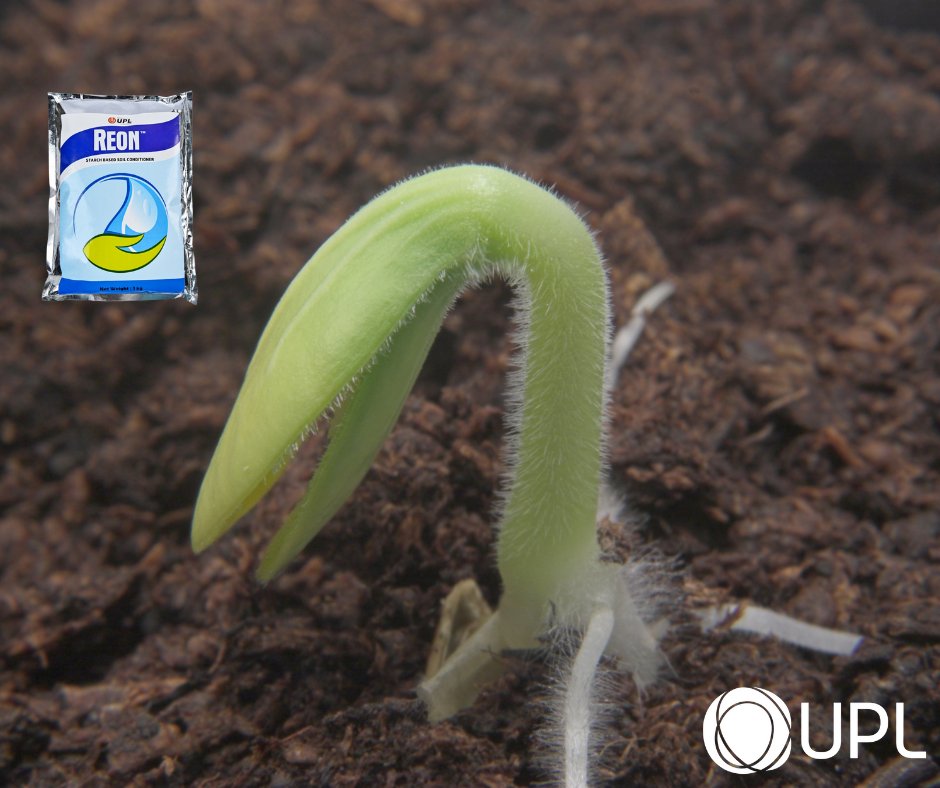 KenyaUpl's tweet photo. The rains may fail, but your crops don’t have to. 🌧️➡️🌱
 Reon stores every drop of moisture and nutrient your soil gets — helping your crops stay green, strong, and alive when it matters most. 💧
Let Reon be your farm’s silent hero this season. 🌾✨
 #SmartFarming #ShortRains https://t.co/QegWCaFlhA