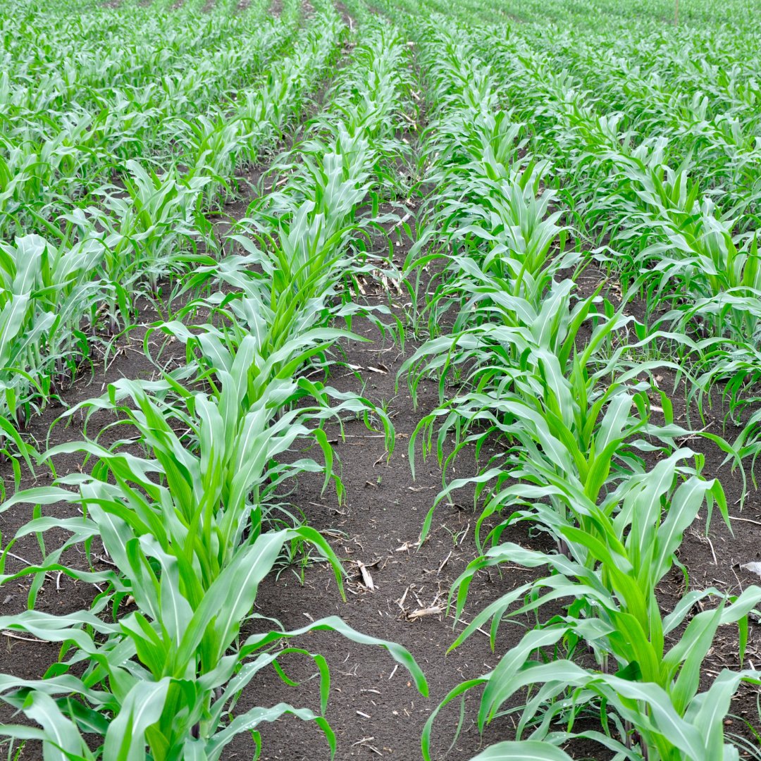 KenyaUpl's tweet photo. The rains may fail, but your crops don’t have to. 🌧️➡️🌱
 Reon stores every drop of moisture and nutrient your soil gets — helping your crops stay green, strong, and alive when it matters most. 💧
Let Reon be your farm’s silent hero this season. 🌾✨
 #SmartFarming #ShortRains https://t.co/QegWCaFlhA