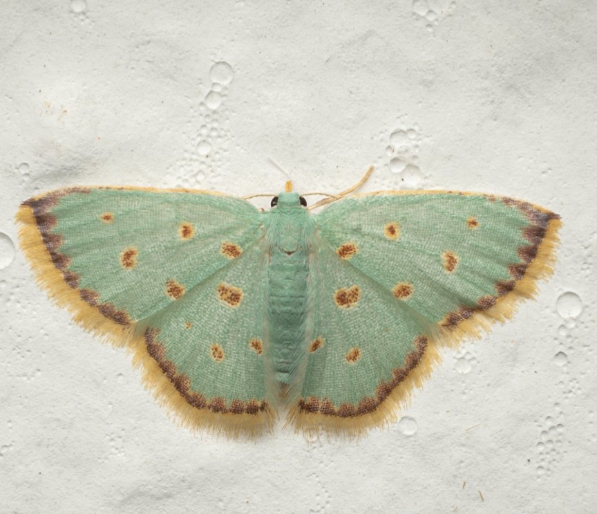 Kofi Amponsah-Mensah tweet media