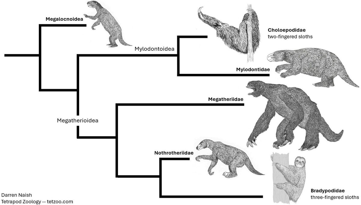 TetZoo's tweet image. So now you've seen TWO #PrehistoricPlanetaIceAge #sloths :) For thoughts on recent developments in sloth science, head on over to... tetzoo.com/blog/2025/10/8…