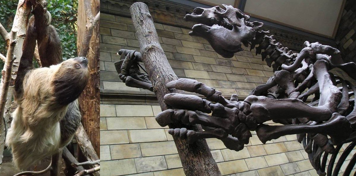TetZoo's tweet image. So now you've seen TWO #PrehistoricPlanetaIceAge #sloths :) For thoughts on recent developments in sloth science, head on over to... tetzoo.com/blog/2025/10/8…