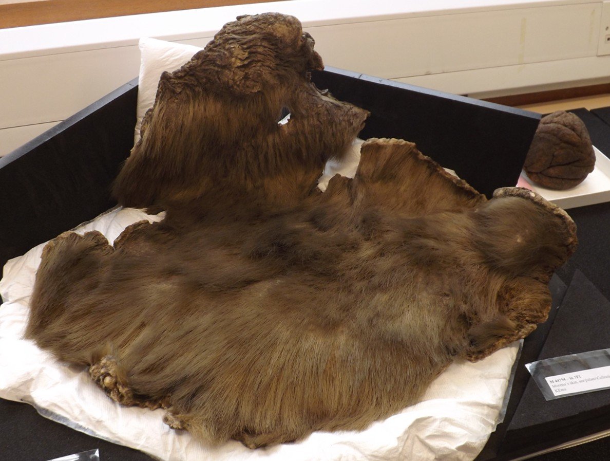 TetZoo's tweet image. So now you've seen TWO #PrehistoricPlanetaIceAge #sloths :) For thoughts on recent developments in sloth science, head on over to... tetzoo.com/blog/2025/10/8…