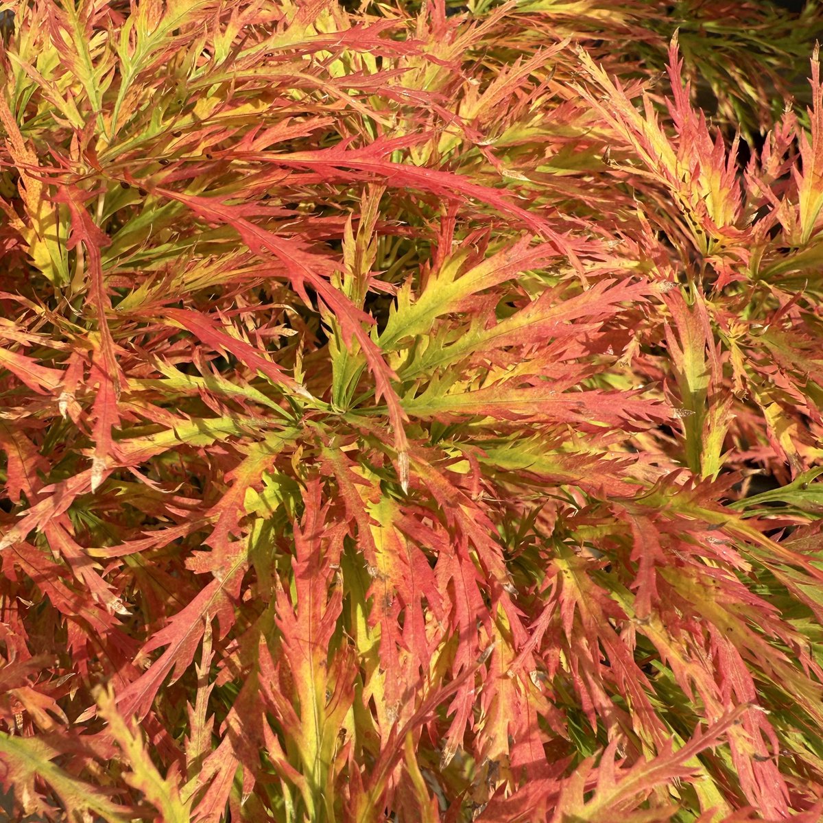 Jetzt färbt sich das Laub auch hier.

Fun fact: die Pflanze zieht das für die Photosynthese wichtige Chlorophyll zurück und lagert es ein. Dadurch kommen andere Farbstoffe zur Geltung.

Schönen #Herbst! 🍂