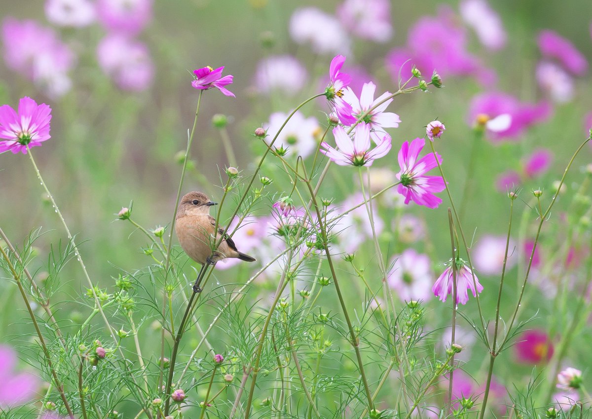 コスモスなの様 リクエスト 2点 まとめ商品 jp on X: 
