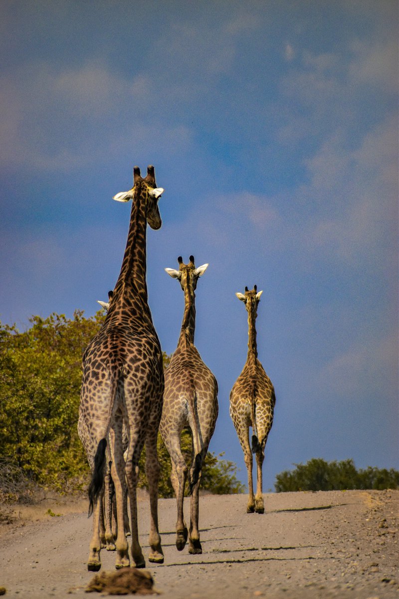 TravelTomorrowX's tweet image. Walking tall at Kruger National Park 🦒☀️
📍 Kruger park, South Africa
📸 Nadine Venter on Unsplash
#KrugerNationalPark #SouthAfrica #SafariAdventure #WildlifePhotography #AfricanSafari #NatureLovers  #SafariVibes