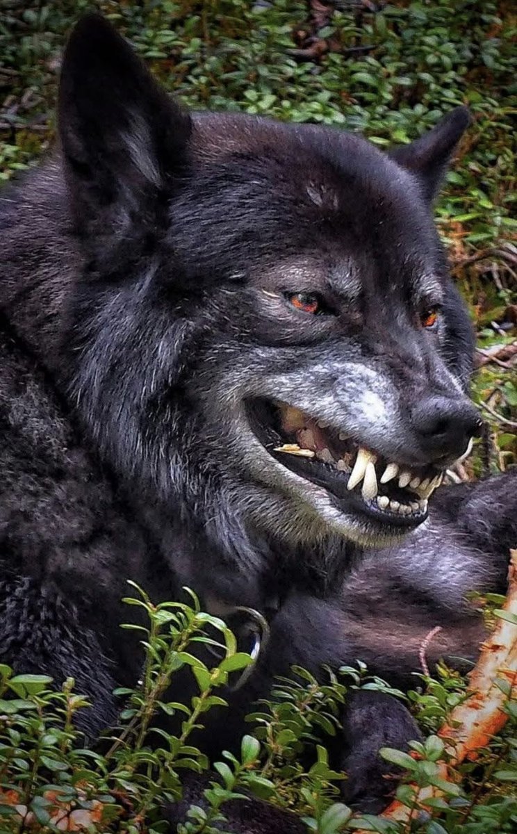 Passion loups 🩶
Le guerrier...