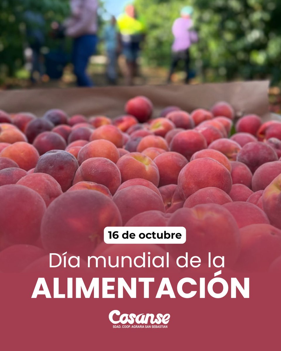 Cosanse's tweet image. 🍒🍎🍏🍐🍊En el Día Mundial de la Alimentación, en Cosanse seguimos apostando por una alimentación sana y natural dentro de nuestro modelo cooperativo.
Disfruta de la frescura y vitalidad de nuestra fruta.
En Cosanse, cultivamos el bienestar en cada bocado.
.
#cosanse #laalmunia
