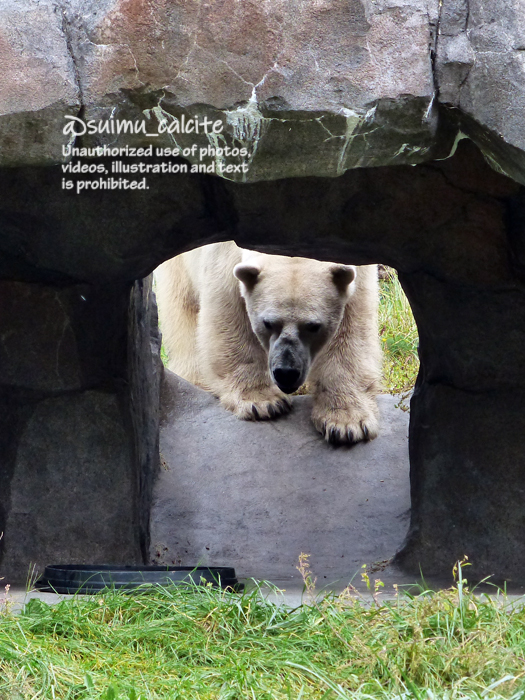 「うぬぬぬぬ、、、、」（結局回り道しました）
#円山動物園　#ホッキョクグマ　ライト