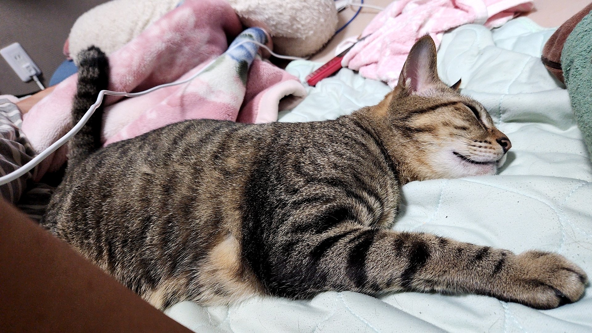 おハナmama ^ↀᴥↀ^♡ (@o_hanahana) / X