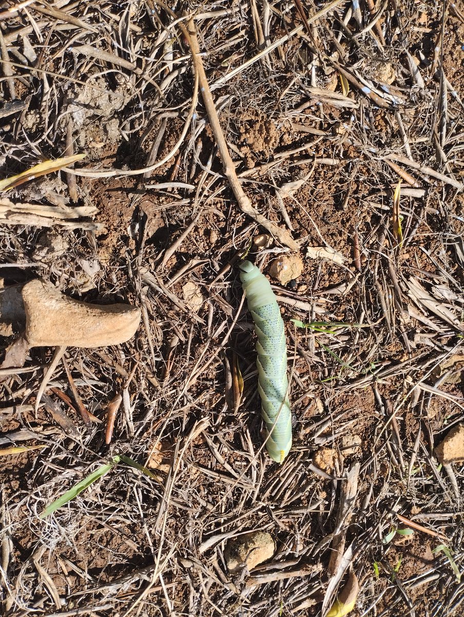 Algú a la sala em pot dir si aquesta eruga és d'espècie autòctona o invasora? Gràcies