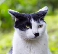 Und ich sach noch: nehmt lieber ne Katze, sonst gibt dat wieder Ärger!