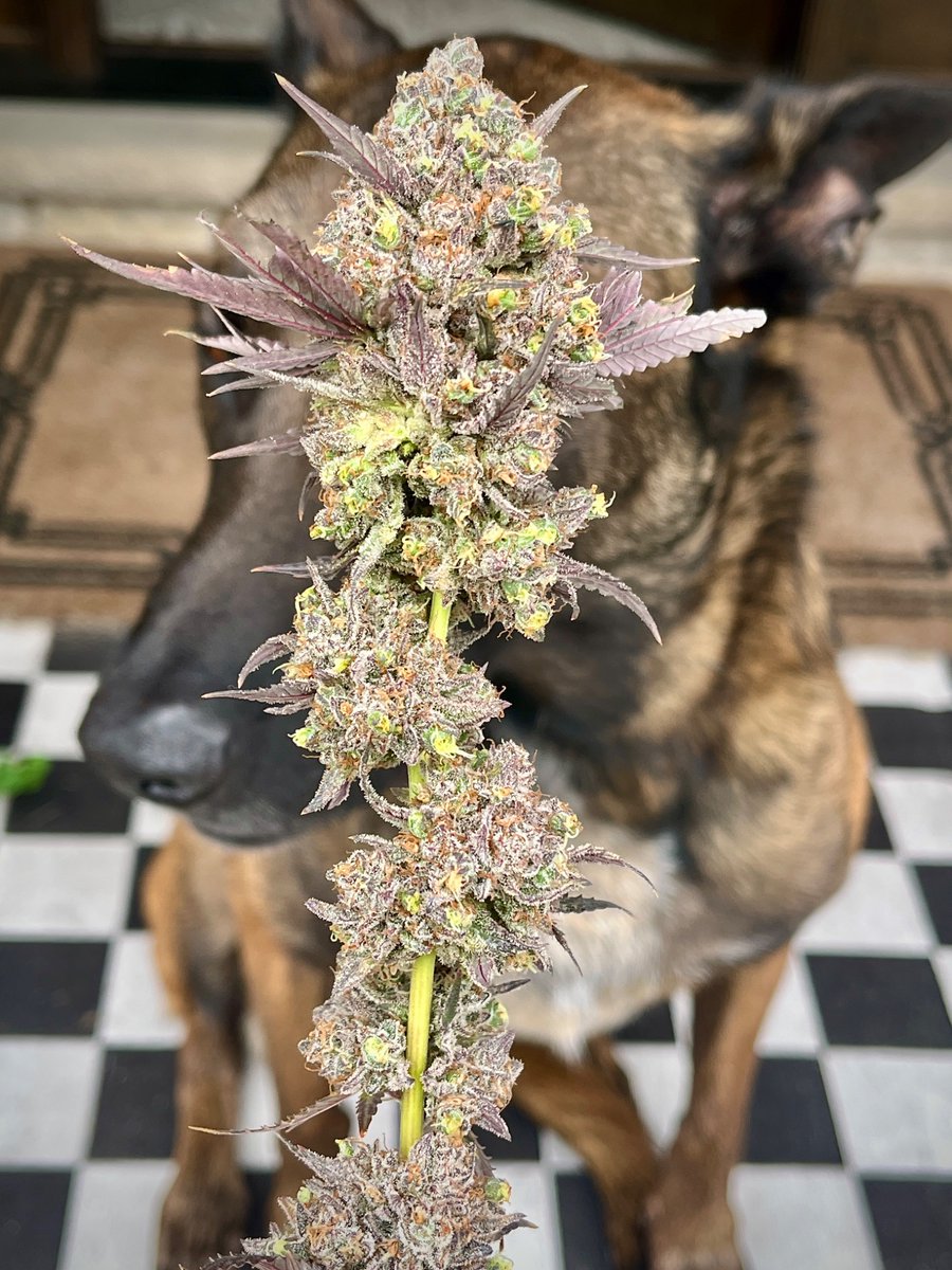 ChiTownCannaChica (@cannachi) on Twitter photo 