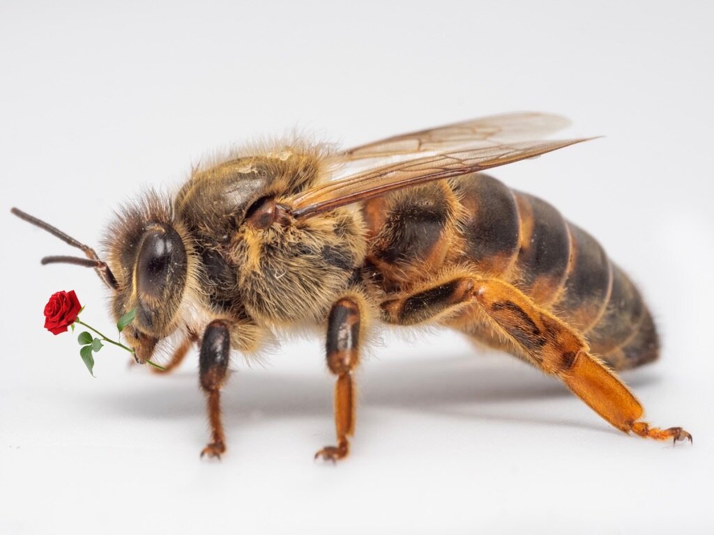WWaltuhh's tweet image. Fun bee fact!:
The queen has a flower for you, come outside to claim it.