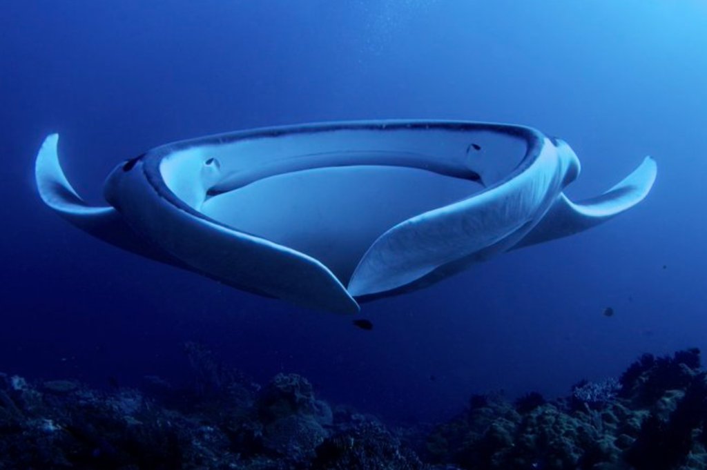 Links 10/16/2025 dlvr.it/TNjQFd