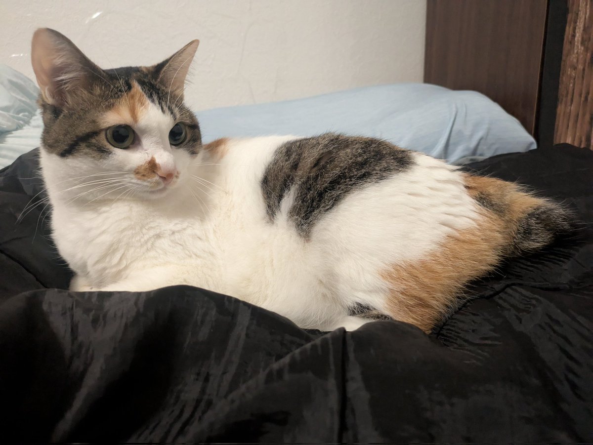 三美お嬢様はお猫様 (@Ladymimi0917) / Posts / X