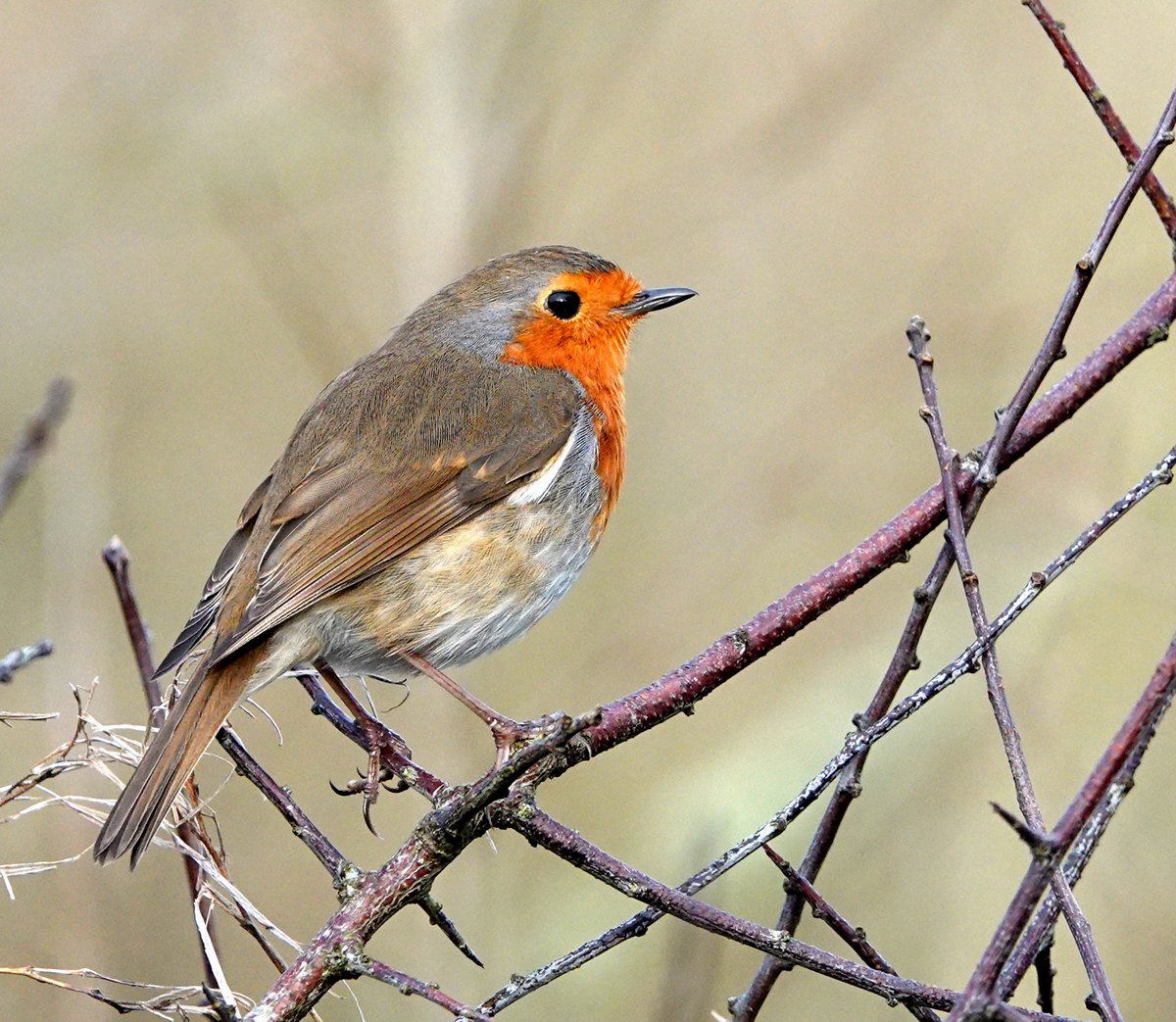 Its the time of year when numbers of European Robins are swollen by incoming migrants from Europe and their tick calls can be heard from deep within the bushes at first light. I always have a sense of anticipation when an arrival happens as you never know what might be with them.