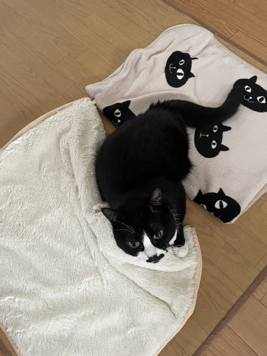 まめ♀(下半身麻痺の猫) (@jigzs8bsVVByZXY) / Posts / X