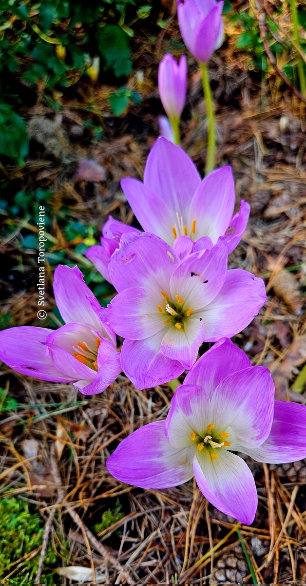 LanaToro21's tweet image. #Photobyme📷 #MyThoughts

Life is too short to be sad, to be offended, or to complain about circumstances that, one way or another, turn against us.

You just have to go &amp;amp; do what  makes you happy! 💜