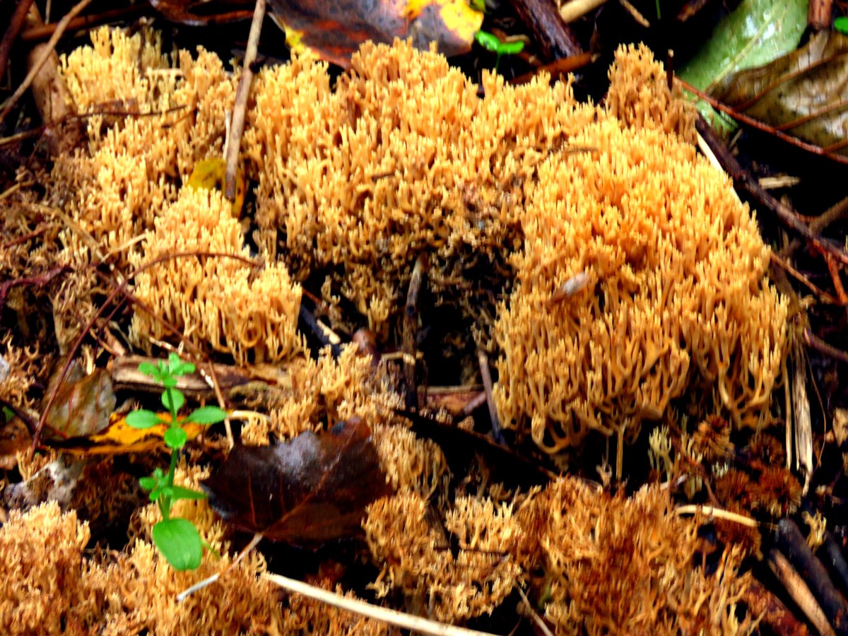 Rechte #koraalzwammen 
#paddenstoelen 🍄