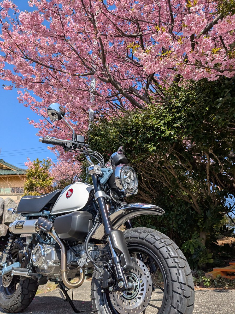 #このタグを見た人は黙って桜をはる