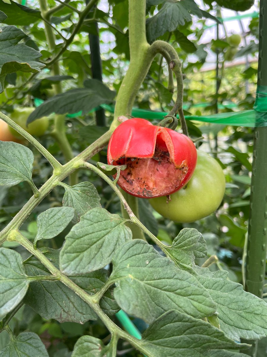 オジファーム ~アスパラガス~ tweet media