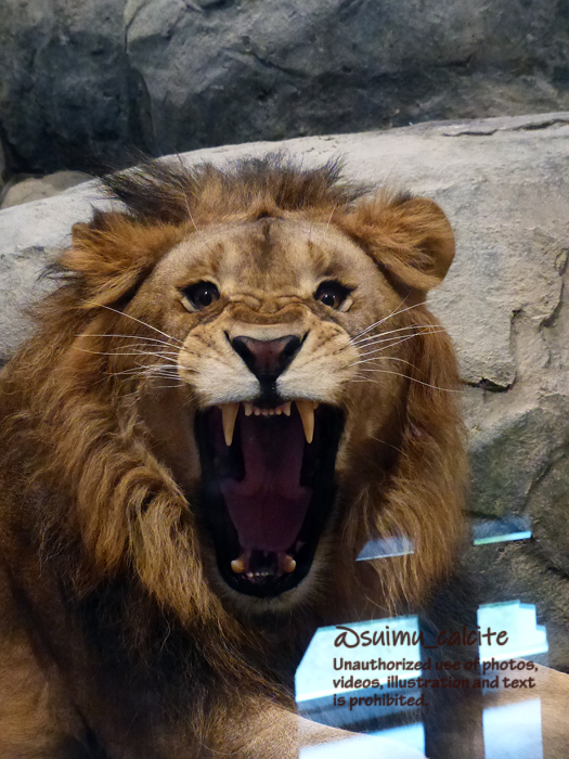 ※欠伸
#円山動物園　#ライオン　パーチェ