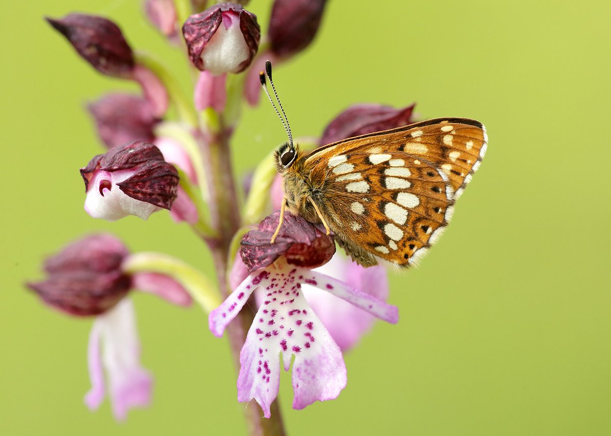 Allow us to introduce his grace, the Duke of Burgundy (Hamearis lucina) ✨

The only member of the Riodinidae or ‘metalmarks’ family in the UK. Get to know our Species of the Month 👉 butterfly-conservation.org/news-and-blog/…

📷: Iain Leach