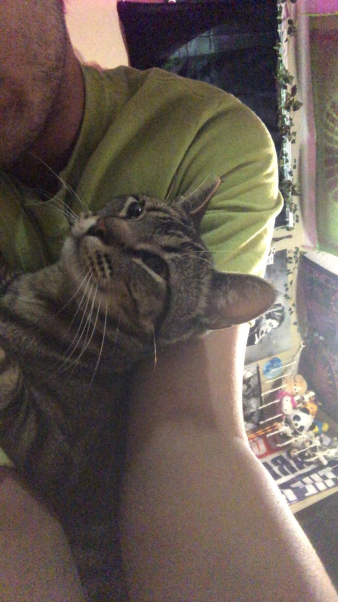JaxonWX (@jaxon_wx) on Twitter photo <a href="/ameliaUrquhart_/">Amelia Urquhart 🏳️⚧️</a> His name is Cinnamon Toast Crunch <a href="/ameliaUrquhart_/">Amelia Urquhart 🏳️⚧️</a> His name is Cinnamon Toast Crunch