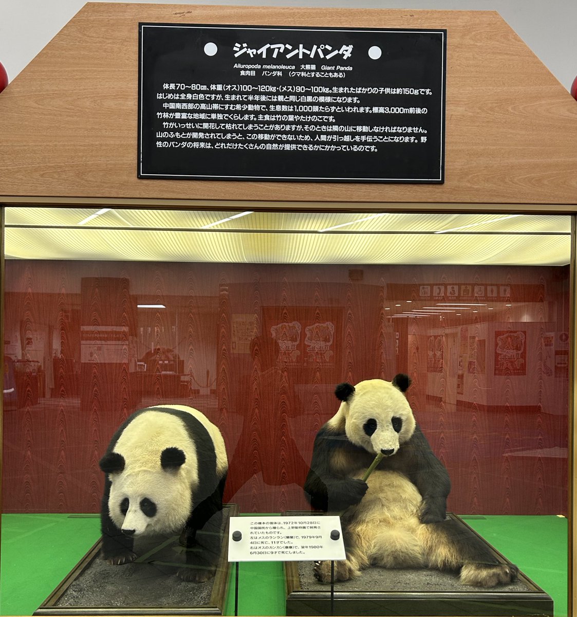 mickeyminnie611's tweet photo. #多摩動物園
#康康 #KangKang #カンカン
1972/10/28来日〜1980/6/30去世
#兰兰(蘭蘭) #LanLan #ランラン
1972/10/28来日〜1979/9/4去世
ウォッチングセンターに展示されています
カンカンは王子動物園にも来ました
何故かランランは来なかった🤣
ランランはキツネ顔かな？
カンカンは鼻や手足が長いね https://t.co/X377Job8MK