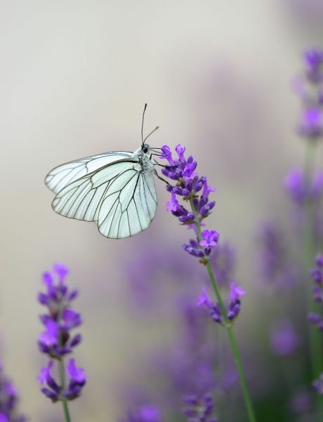 “Let's adore one another
before there is no more of
you and me.”

Rumi