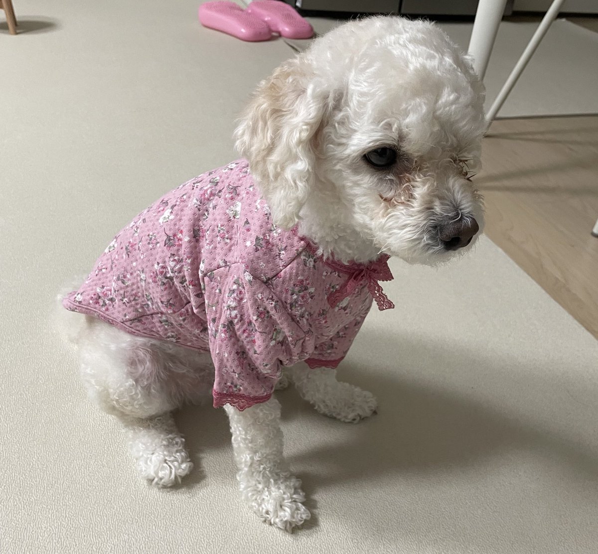 ukelkel's tweet image. 남자라면 핑크란다 #열무 야

#개리야스 #BYC
#서터릿출신
#AdoptDontShop