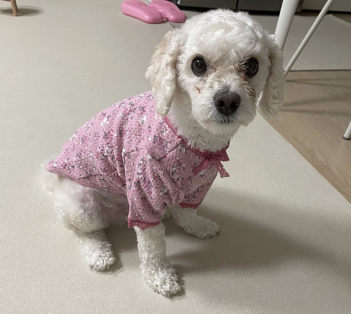 ukelkel's tweet image. 남자라면 핑크란다 #열무 야

#개리야스 #BYC
#서터릿출신
#AdoptDontShop