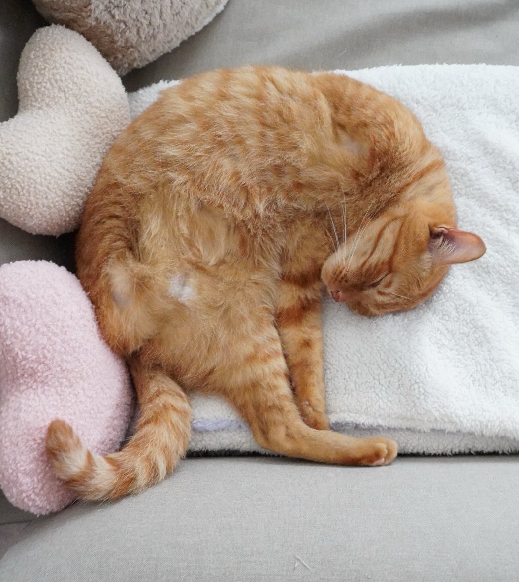 にゃんちゅページ にゃんちゅー (@Nyanchu_1011) / Posts / X