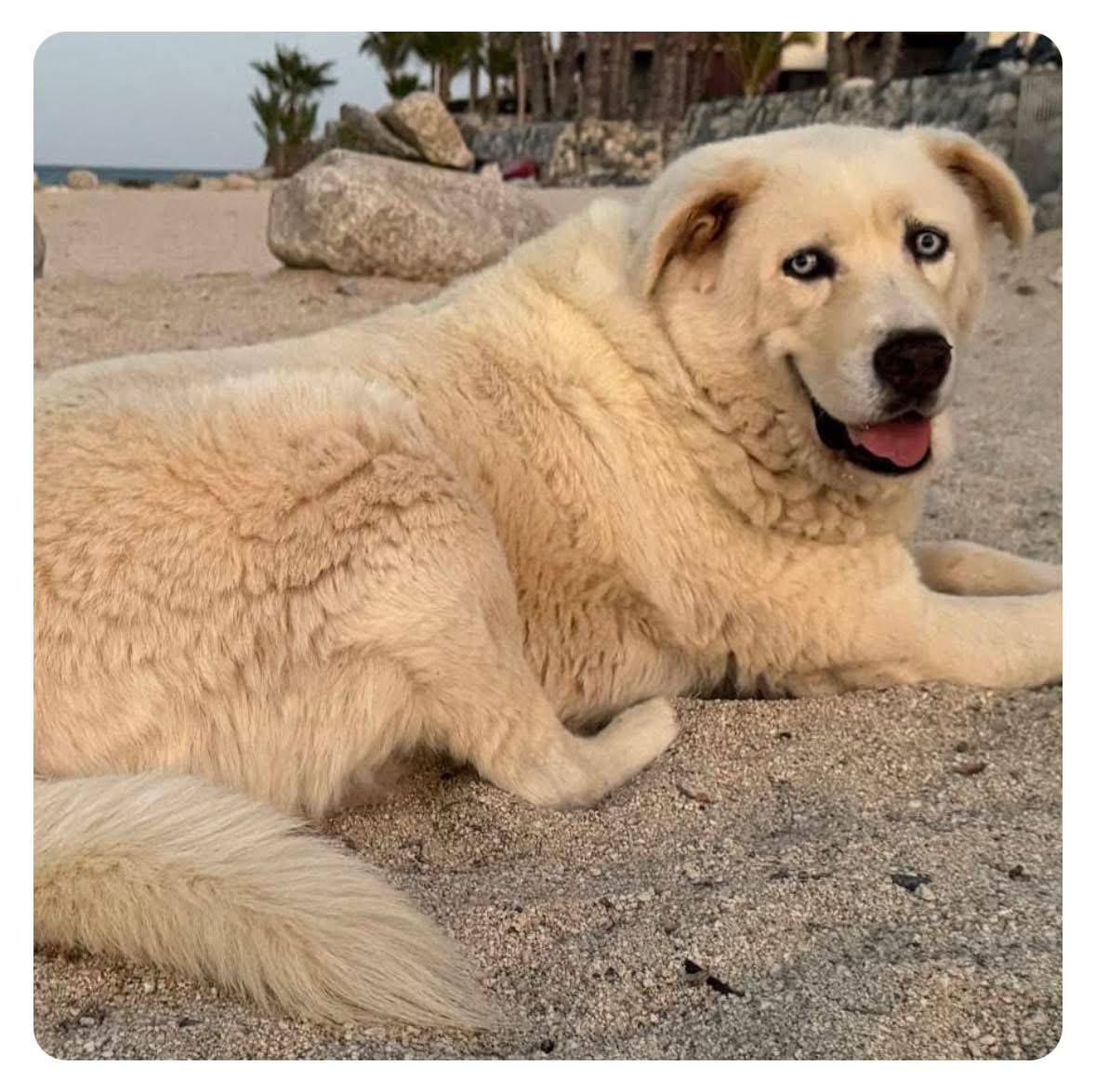 🙏❤️🙏❤️🙏❤️🙏❤️🙏❤️🙏❤️🙏❤️🙏

🇬🇧 Dr. Reiner Fullmich and his wife Inka's family dog Jimbo was not doing well the past days. Thankfully he is recovering by now. All loving thoughts and good energy is still much appreciated. Reiner has not seen his dogs for 2 years. Jimbo and