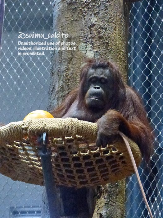 弟路郎とレンボー。
そろそろ結露対策が必要かな（手袋も）。
#円山動物園　#オランウータン